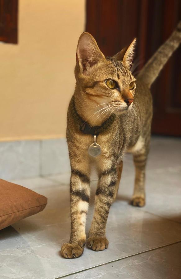غيلي تراوانغان Jimador'S Homestay المظهر الخارجي الصورة